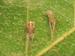 Spermophorides elevata