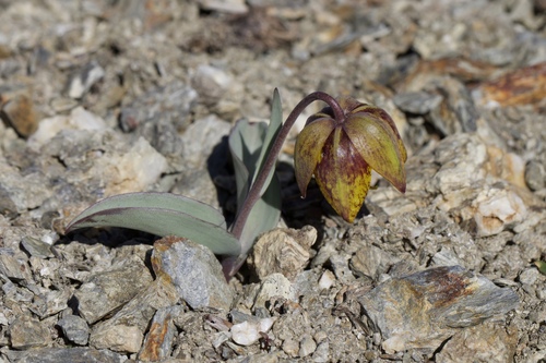 Image of Fritillaria glauca by (c) Arvel Hernandez, some rights reserved (CC BY)