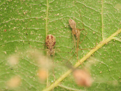 Spermophorides elevata