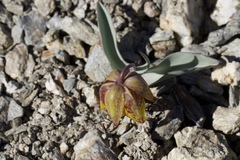 Fritillaria glauca
