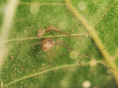 Spermophorides elevata