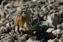 Fritillaria glauca