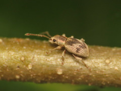 Pseudomyllocerus