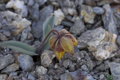 Fritillaria glauca
