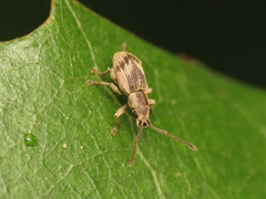 Pseudomyllocerus