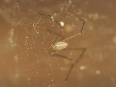 Spermophorides elevata
