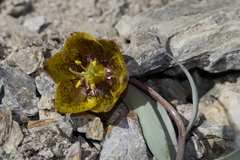 Fritillaria glauca