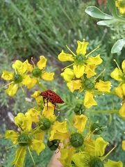 Graphosoma italicum italicum