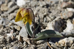 Fritillaria glauca