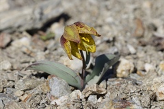 Fritillaria glauca