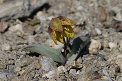 Fritillaria glauca