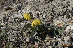 Fritillaria glauca