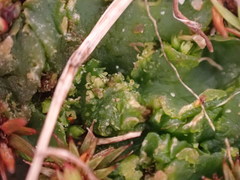 Notothyladaceae