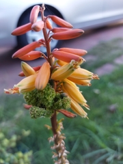 Aceria aloinis