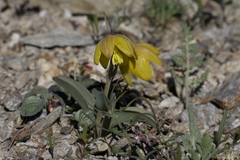 Fritillaria glauca