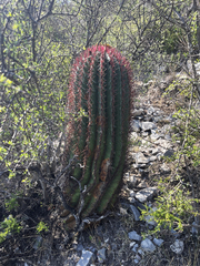 Ferocactus pilosus