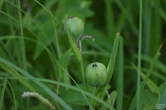 Iris giganticaerulea