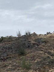 Marmota flaviventris