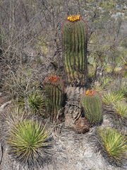 Ferocactus pilosus