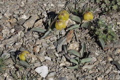 Fritillaria glauca