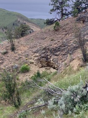 Marmota flaviventris