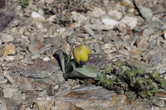 Fritillaria glauca
