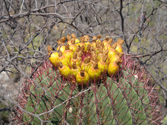 Ferocactus pilosus