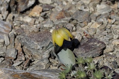 Fritillaria glauca