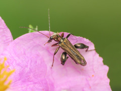 Oedemera flavipes
