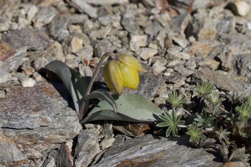 Image of Fritillaria glauca by (c) Arvel Hernandez, some rights reserved (CC BY)