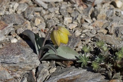 Fritillaria glauca