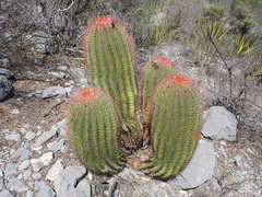 Ferocactus pilosus