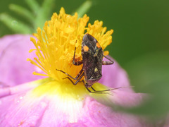 Closterotomus cinctipes