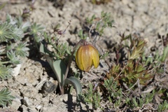 Fritillaria glauca