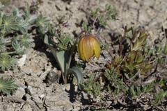 Fritillaria glauca