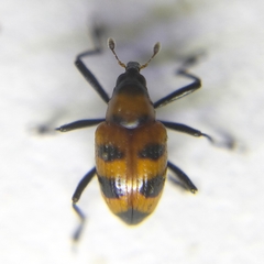 Tyloderma nigromaculatum