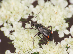 Closterotomus cinctipes