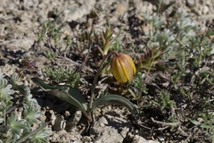 Fritillaria glauca