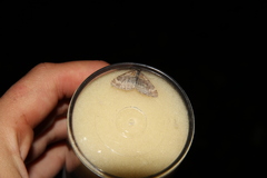 Xanthorhoe spadicearia