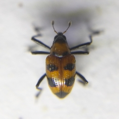 Tyloderma nigromaculatum