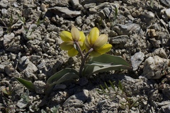 Fritillaria glauca
