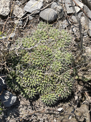 Mammillaria compressa