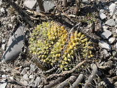 Mammillaria compressa