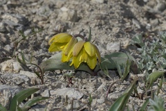 Fritillaria glauca