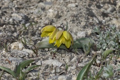 Fritillaria glauca