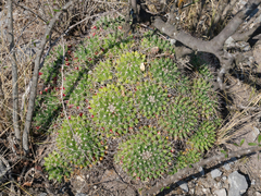 Mammillaria compressa compressa