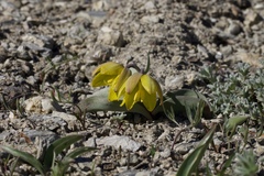 Fritillaria glauca