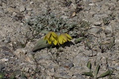 Fritillaria glauca