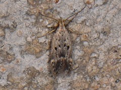 Neodactylota liguritrix