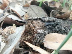 Thereva albovittata